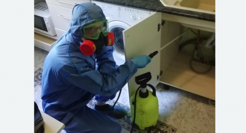 Уничтожение муравьев в квартире. Пикалево