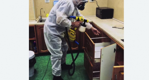 Уничтожение насекомых в квартире. Пикалево
