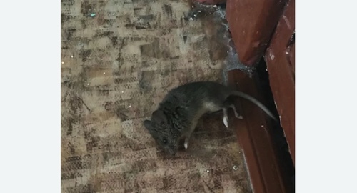 Дезинфекция от мышей в Пикалево