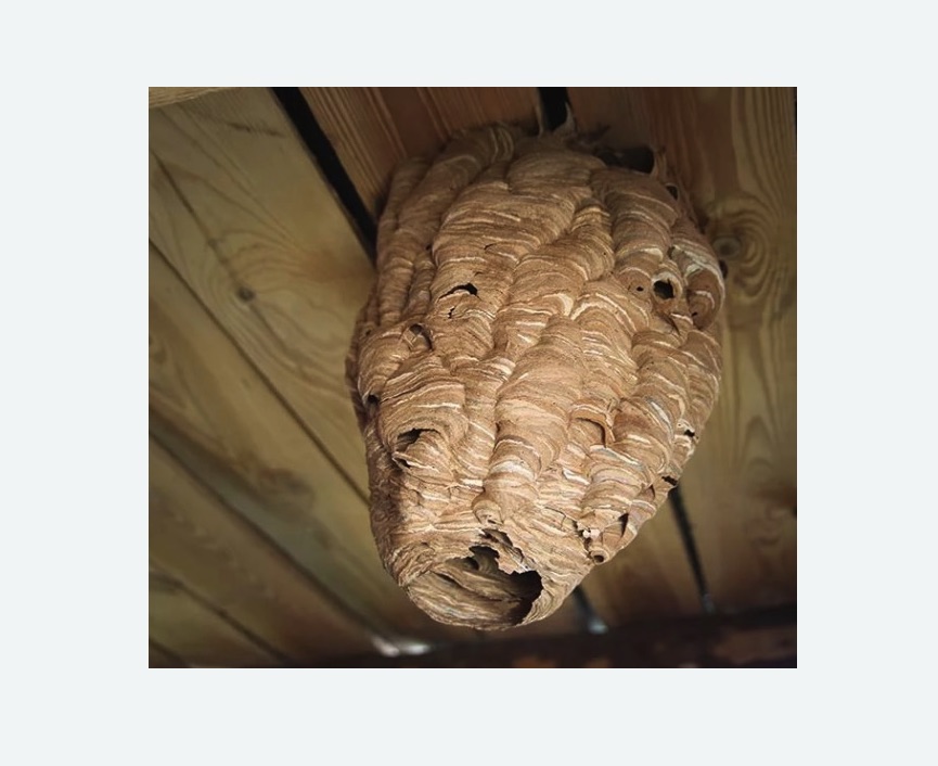 обработка от шершней в Пикалево