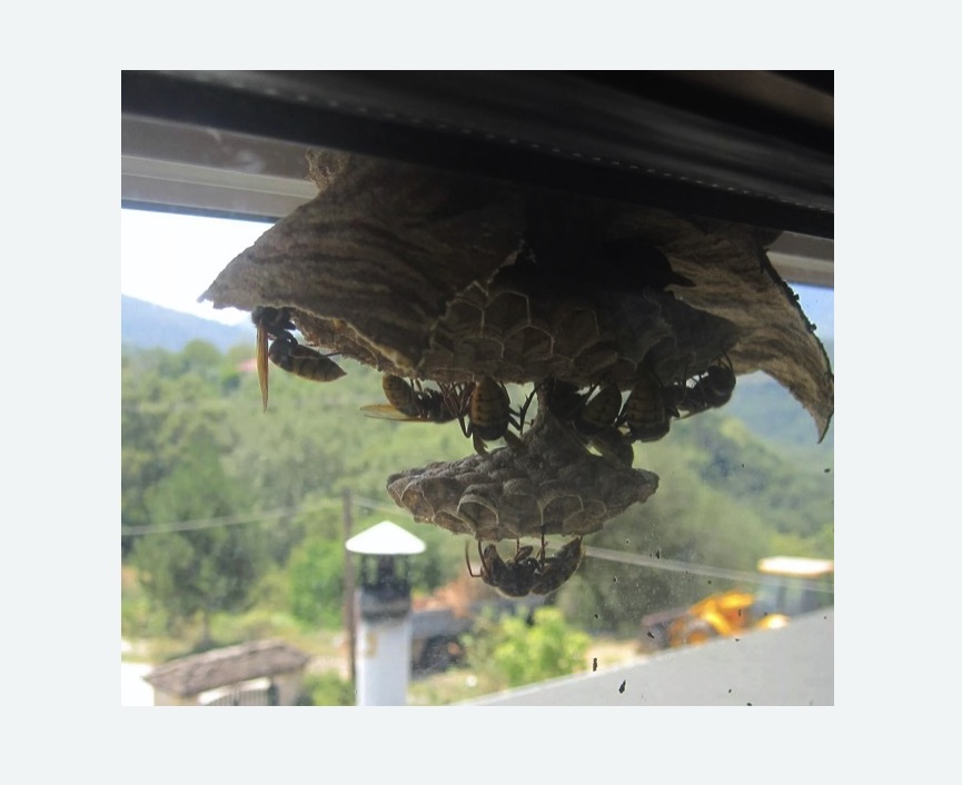 Уничтожение гнёзд шершней в Пикалево