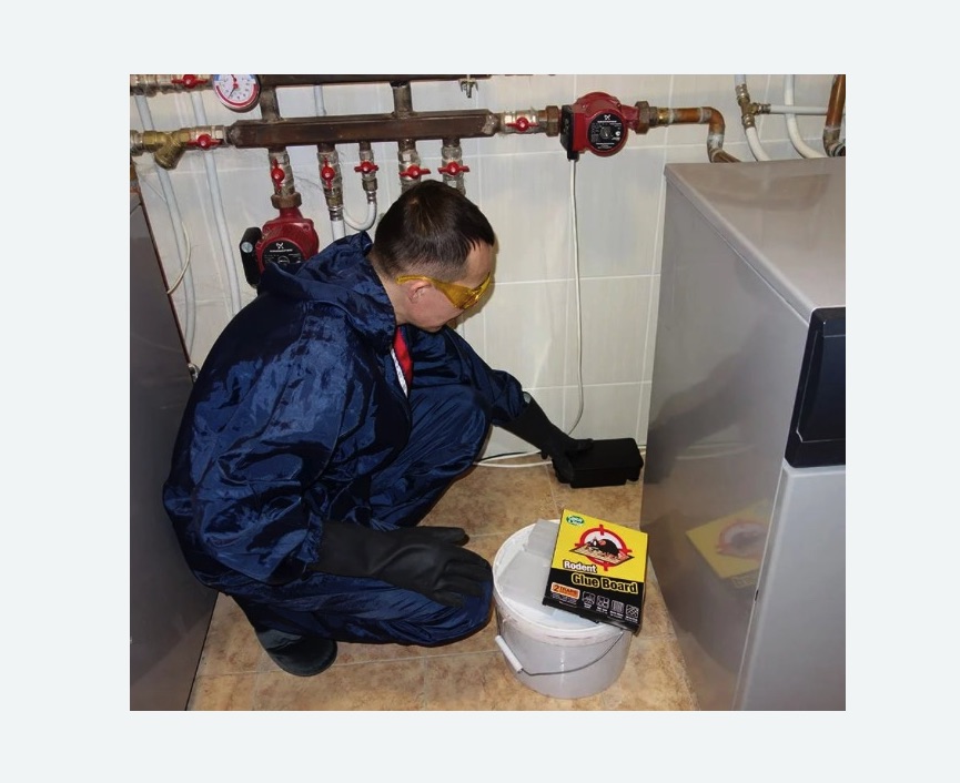 Уничтожение крыс в Пикалево