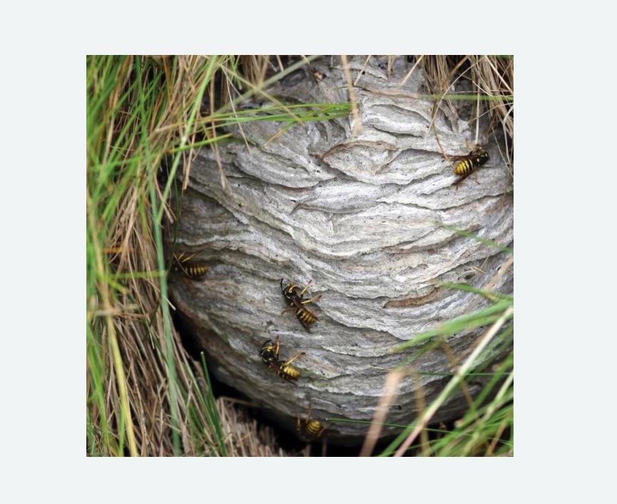 Уничтожение ос и ульев в Пикалево